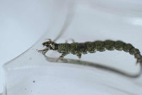 Photo: Caddis Larva